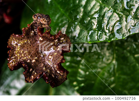 Hairy Chafer scarab on the seed pot of Congo fig 100492716