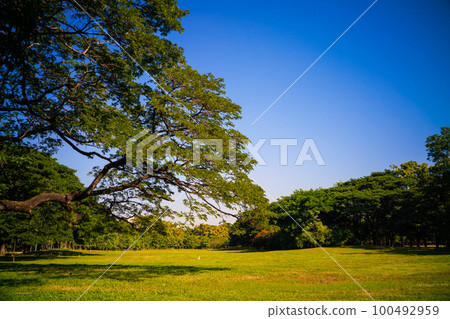 Nature green city park with tree green meadow morning sunlight 100492959
