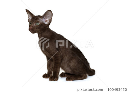 Portrait of a funny oriental kitten, side view. 100493450