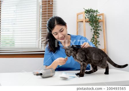 Veterinarian woman in blue uniform is using comb to brush fur of the cat and give cat snack on a metal Veterinarian woman in blue uniform is using comb to brush fur of the cat and give cat snack on a metal 100493565