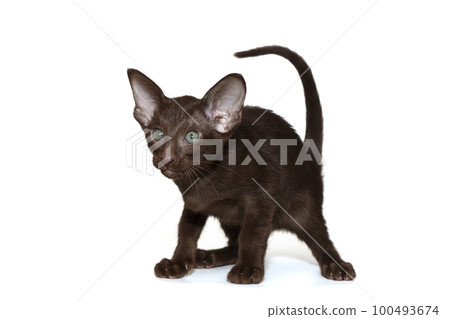 Funny and curious oriental kitten of chocolate color 100493674