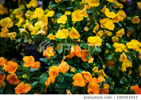 Cute yellow and orange pansy flowers blooming on the roadside flower bed 100493943