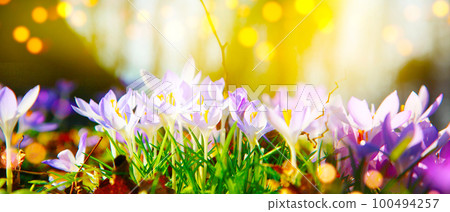 Blooming purple crocus flowers in a soft focus on a sunny spring day Blooming purple crocus flowers in a soft focus on a sunny spring day 100494257