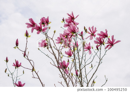Pink magnolia flowers closeup outdoors on background of clouds. Spring blooming season. Floral natural, botany, poster design 100495250