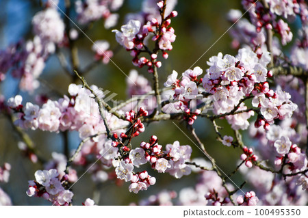 Apricot flowers Apricot flowers 100495350