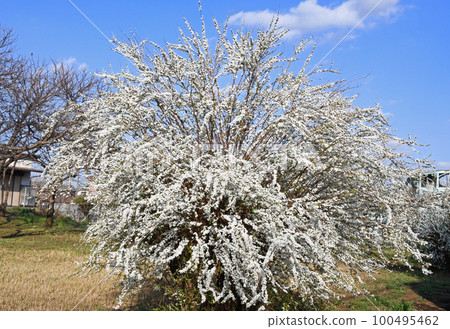 Yukiyanagi (Yukiyanagi) 100495462