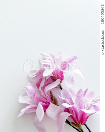Closeup photo of pink magnolia flowers, isolated Closeup photo of pink magnolia flowers, isolated 100495808