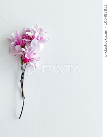 Closeup photo of pink magnolia flowers, isolated Closeup photo of pink magnolia flowers, isolated 100495813