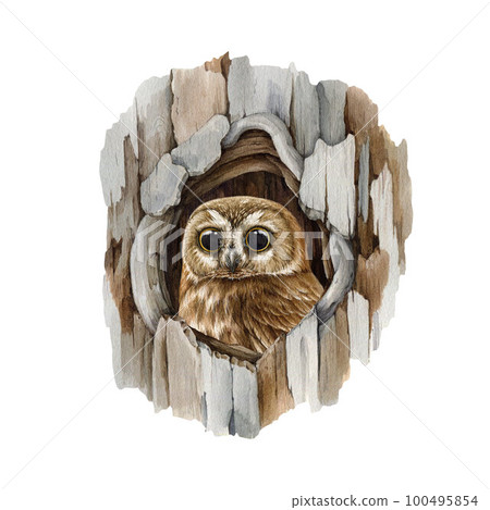 Small owl sit in hollow of a tree. Watercolor illustration. Saw owl hides in a hollow tree trunk. Natural wildlife scene. Cute brown small owl hand drawn realistic illustration. White background Small owl sit in hollow of a tree. Watercolor illustration. Saw owl hides in a hollow tree trunk. Natural wildlife scene. Cute brown small owl hand drawn realistic illustration. White background 100495854