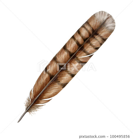 Bird tail feather watercolor illustration. Hand drawn realistic bird plumage element. Natural decoration. Feather from the avian tail. Isolated on white background 100495856