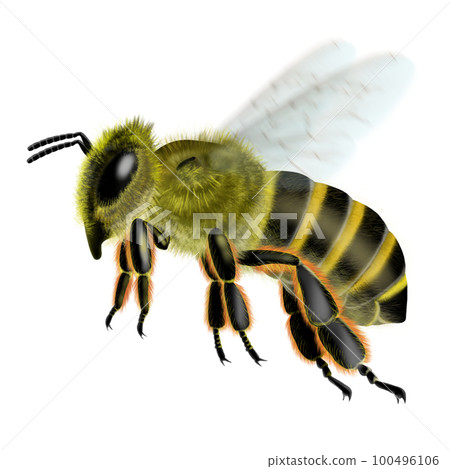 bee image 100496106