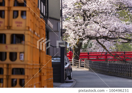 220413 中橋櫻 g070 100496231