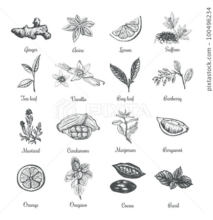Spices and herbs vector illustration  100496234