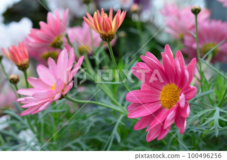 margaret simply coral margaret simply coral 100496256