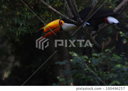 The toco toucan bird on the wood tree 100496257