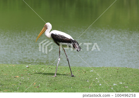 The Painted Stork bird (Mycteria leucocephala) in garden 100496258