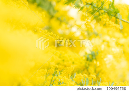 Mimosa, spring flower image Mimosa, spring flower image 100496768