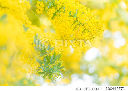 Mimosa, spring flower image Mimosa, spring flower image 100496771