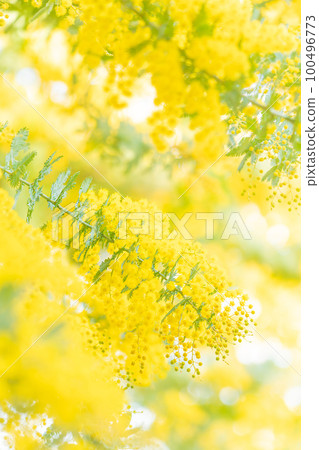 Mimosa, spring flower image 100496773
