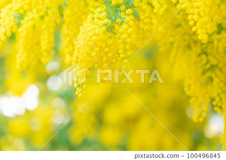 Mimosa, spring flower image Mimosa, spring flower image 100496845