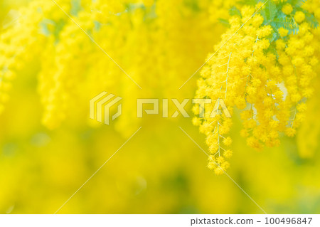 Mimosa, spring flower image 100496847