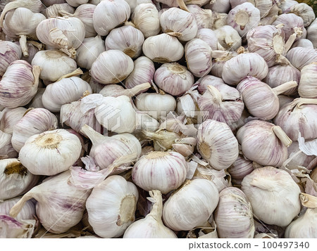 garlic  100497340
