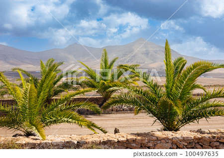 Around the renovated windmill Molino de Tefia on the island of Fuerteventura 100497635