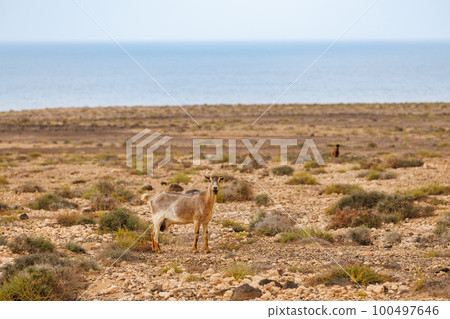 Goat farming is widespread on the island of Fuerteventura 100497646