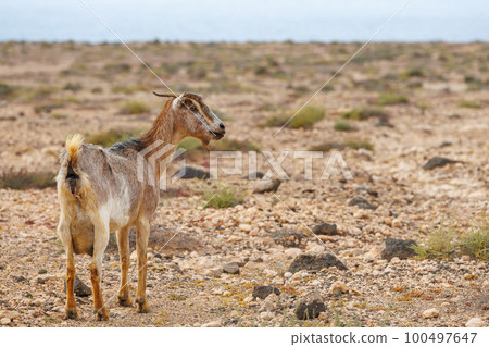 Goat farming is widespread on the island of Fuerteventura 100497647