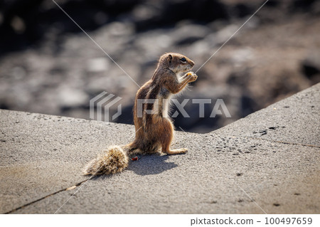 Chipmunk is a cute attraction on Fuerteventura 100497659