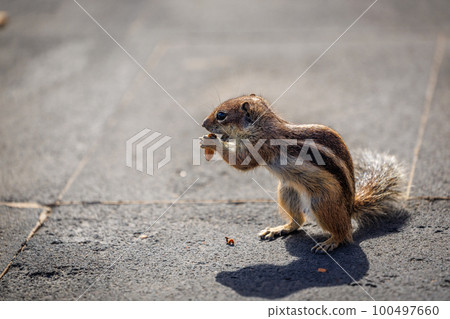 Chipmunk is a cute attraction on Fuerteventura Chipmunk is a cute attraction on Fuerteventura 100497660