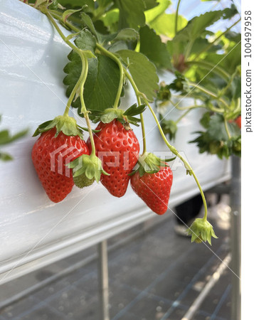 草莓家族 草莓家族 100497958