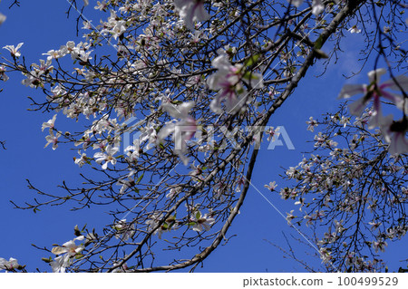 Magnolia flowers shining against the blue sky Magnolia flowers shining against the blue sky 100499529