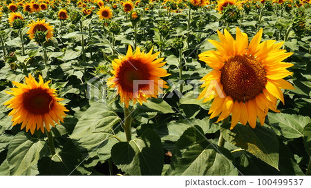Agricultural sunflowers field. The Helianthus sunflower is a genus of plants in the Asteraceae family. Annual sunflower and tuberous sunflower. Blooming bud with yellow petals. Furry leaves. Serbia. 100499537