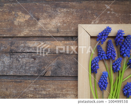 Blue spring flowers on a wooden photo frame. Muscari armeniacum on a wooden background. Bright postcard, congratulations. Copy space still life flat lay. Dark shabby old wood. Armenian grape hyacinth. Blue spring flowers on a wooden photo frame. Muscari armeniacum on a wooden background. Bright postcard, congratulations. Copy space still life flat lay. Dark shabby old wood. Armenian grape hyacinth. 100499538