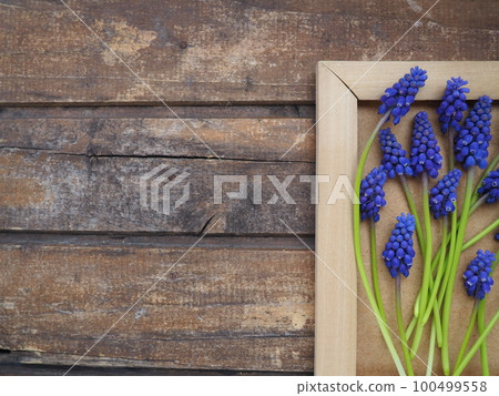 Blue spring flowers on a wooden photo frame. Muscari armeniacum on a wooden background. Bright postcard, congratulations. Copy space still life flat lay. Dark shabby old wood. Armenian grape hyacinth. Blue spring flowers on a wooden photo frame. Muscari armeniacum on a wooden background. Bright postcard, congratulations. Copy space still life flat lay. Dark shabby old wood. Armenian grape hyacinth. 100499558