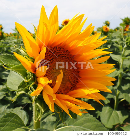 The Helianthus sunflower is a genus of plants in the Asteraceae family. Annual sunflower and tuberous sunflower. Agricultural field. Blooming bud with yellow petals. Furry leaves. Serbia agriculture. 100499612