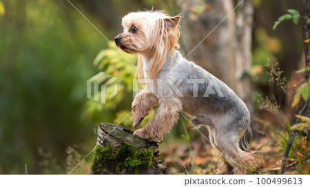Brave yorkshire terrier breed dog standig on stump outdoors at nature Brave yorkshire terrier breed dog standig on stump outdoors at nature 100499613