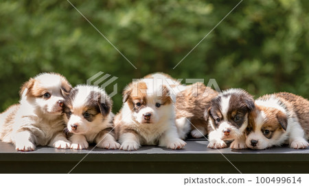 Cute little puppies of welsh corgi pembroke breed dog lying together in line outdoors Cute little puppies of welsh corgi pembroke breed dog lying together in line outdoors 100499614