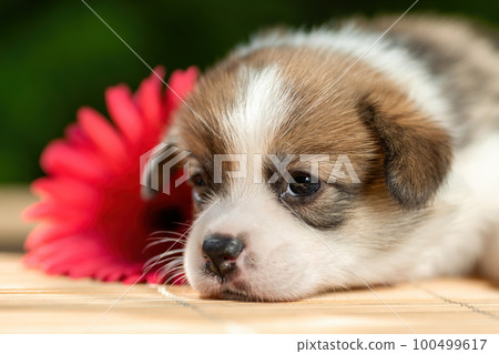 Tired funny little puppy of pembroke welsh corgi breed dog lying outdoors near flower Tired funny little puppy of pembroke welsh corgi breed dog lying outdoors near flower 100499617