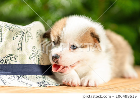 Cute smiling puppy of pembroke welsh corgi breed dog at nature in hot summer 100499619