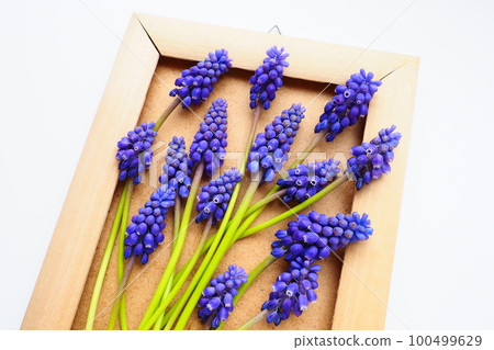 Blue spring flowers on a white background. Muscari armeniacum. Bright postcard, congratulations. Copy space still life flat lay. Armenian grape hyacinth. Photo frame made of cardboard and wood 100499629
