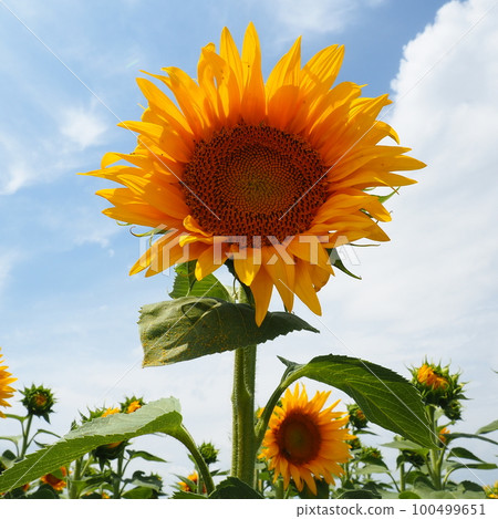 The Helianthus sunflower is a genus of plants in the Asteraceae family. Annual sunflower and tuberous sunflower. Agricultural field. Blooming bud with yellow petals. Furry leaves. Serbia agriculture. 100499651
