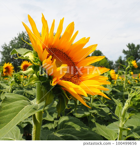 The Helianthus sunflower is a genus of plants in the Asteraceae family. Annual sunflower and tuberous sunflower. Agricultural field. Blooming bud with yellow petals. Furry leaves One big flower. Bee 100499656