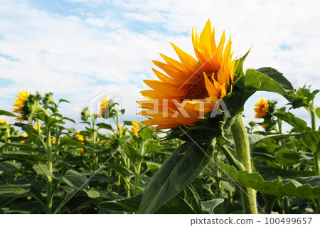 The Helianthus sunflower is a genus of plants in the Asteraceae family. Annual sunflower and tuberous sunflower. Agricultural field. Blooming bud with yellow petals. Furry leaves. Serbia skyline. The Helianthus sunflower is a genus of plants in the Asteraceae family. Annual sunflower and tuberous sunflower. Agricultural field. Blooming bud with yellow petals. Furry leaves. Serbia skyline. 100499657