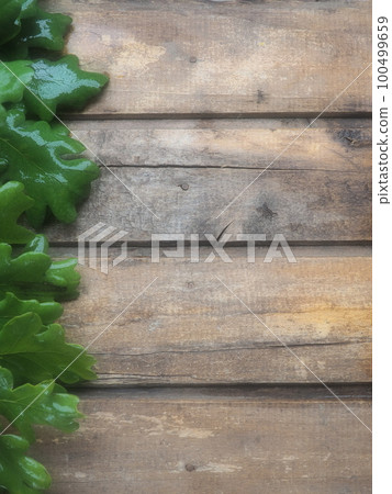 wet oak leaves and branches from the left side. Wooden planks background, free space for text. Copy space. Theme of ecology, spring, green economy. Postcard or poster. wet oak leaves and branches from the left side. Wooden planks background, free space for text. Copy space. Theme of ecology, spring, green economy. Postcard or poster. 100499659