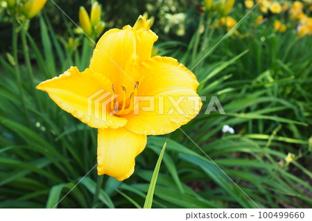 Daylily, or beautiful lemon-yellow, is a beautifully flowering perennial herbaceous plant. Long thin green leaves. Flowering as a hobby. Hemerocallis lilioasphodelus yellow variety. Daylily, or beautiful lemon-yellow, is a beautifully flowering perennial herbaceous plant. Long thin green leaves. Flowering as a hobby. Hemerocallis lilioasphodelus yellow variety. 100499660