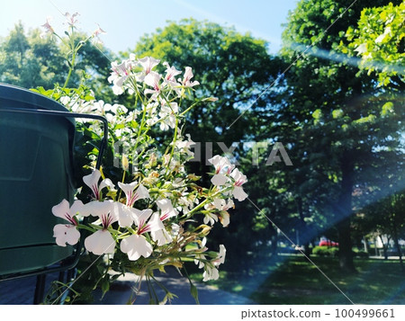 Pelargonium is a genus of plants in the family Geraniumaceae. White ivy geranium with red veins on petals. Flower box. Decoration of balconies, windows, facades of houses, streets, lawns. Cranesbill. Pelargonium is a genus of plants in the family Geraniumaceae. White ivy geranium with red veins on petals. Flower box. Decoration of balconies, windows, facades of houses, streets, lawns. Cranesbill. 100499661