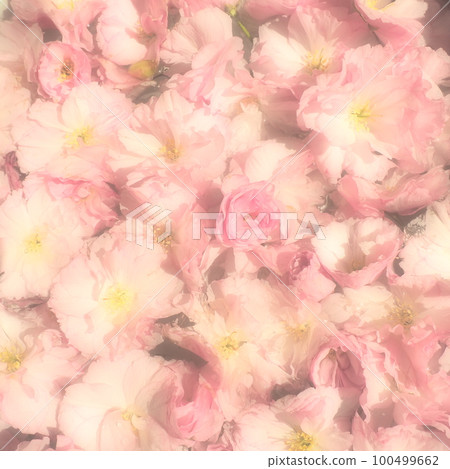 Pink flowers cherry sakura background. Flower wall. Soft selective focus. Holiday postcard. Pink petals and yellow stamens. Beautiful background. Blurry art. Spring cherry blossom. Prunus serrulata. Pink flowers cherry sakura background. Flower wall. Soft selective focus. Holiday postcard. Pink petals and yellow stamens. Beautiful background. Blurry art. Spring cherry blossom. Prunus serrulata. 100499662