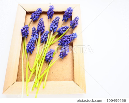 Blue spring flowers on a white background. Muscari armeniacum. Bright postcard, congratulations. Copy space still life flat lay. Armenian grape hyacinth. Photo frame made of cardboard and wood 100499666